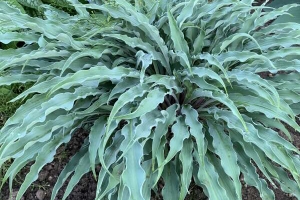 Silly String, Hosta 